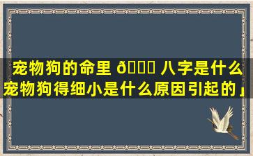 宠物狗的命里 🐅 八字是什么「宠物狗得细小是什么原因引起的」